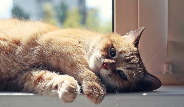 Sağlıklı Uyku Düzeni Oluşturma